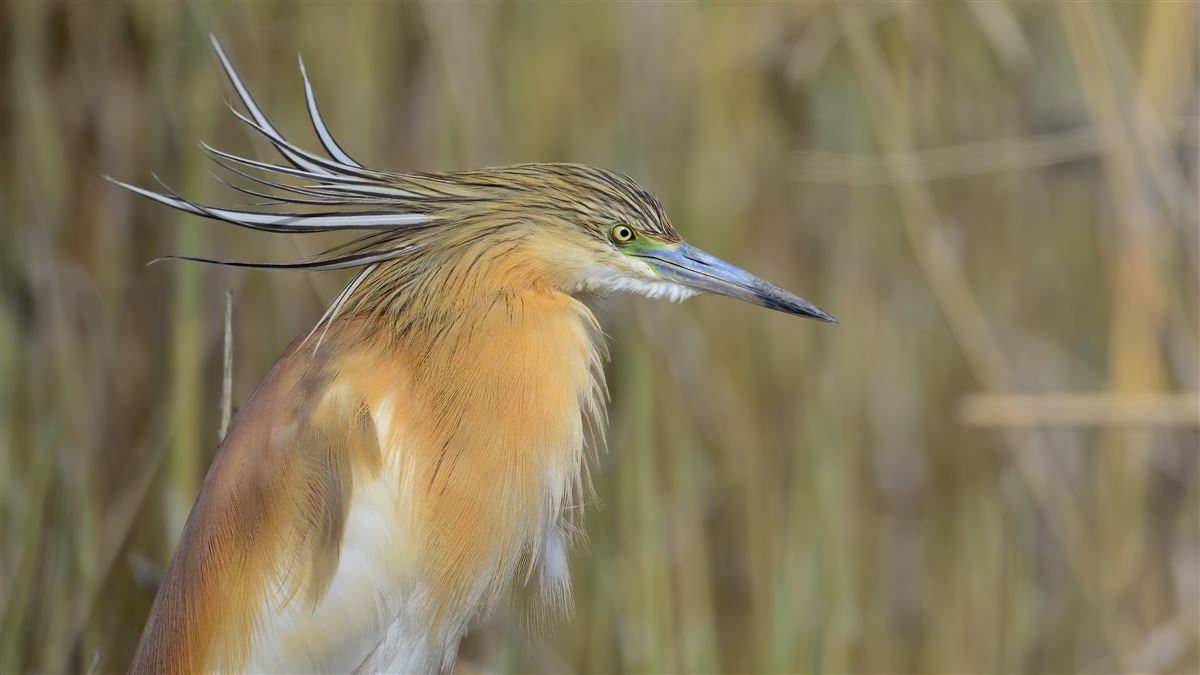 Squacco Heron