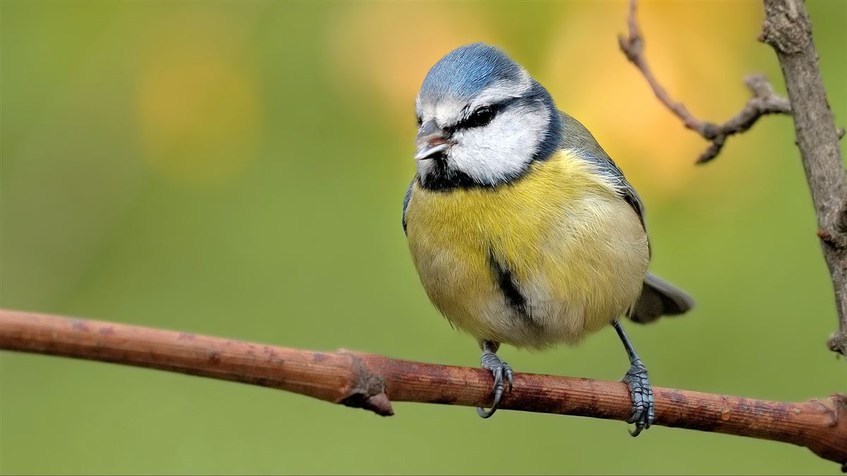 Eurasian Blue Tit