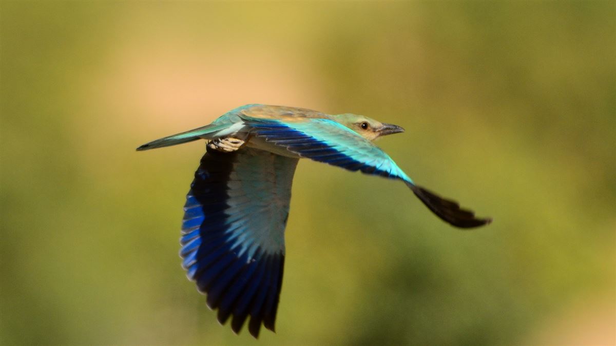 European Roller