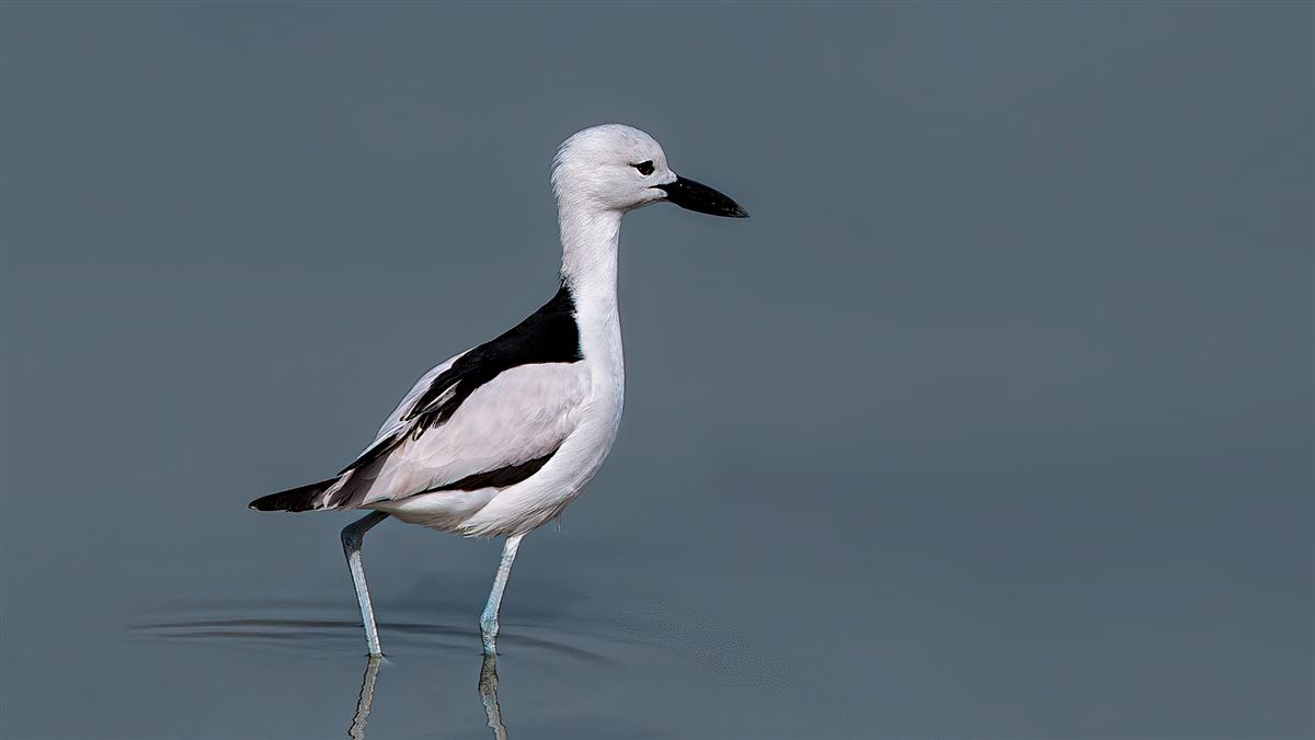Crab-plover