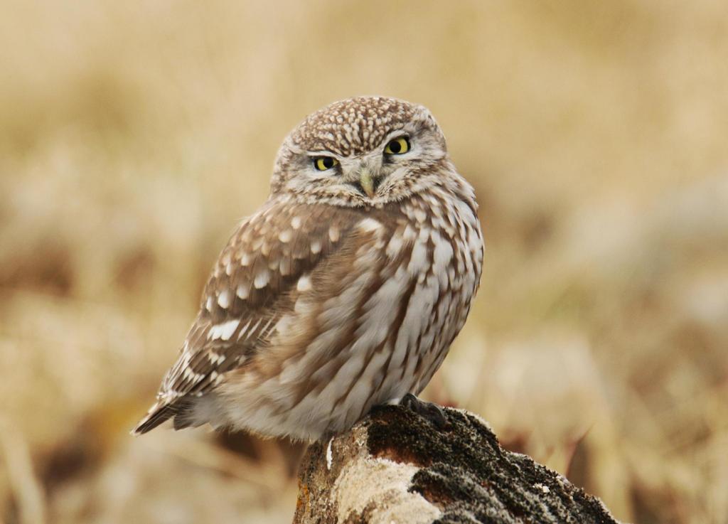Little Owl
