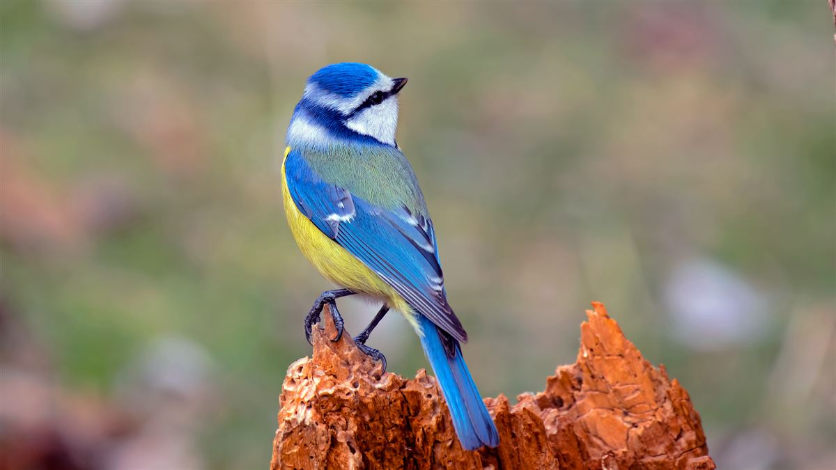 Eurasian Blue Tit