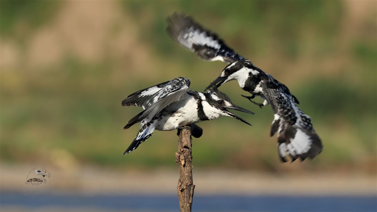 Pied Kingfisher