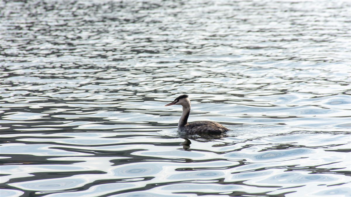 Great Crested Grebe