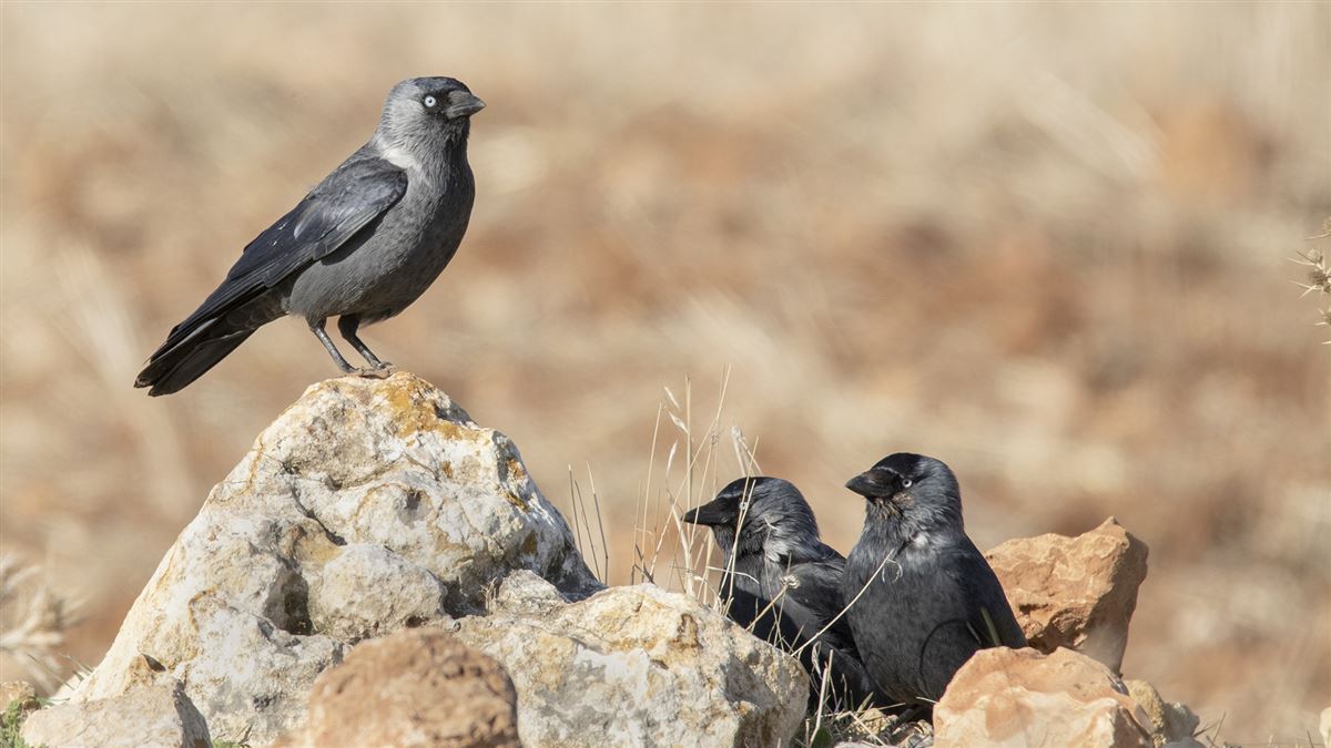 Western Jackdaw