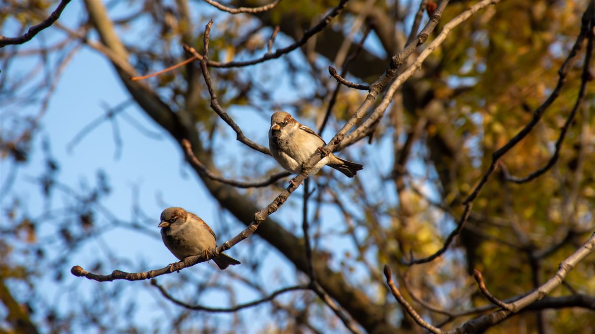 House Sparrow