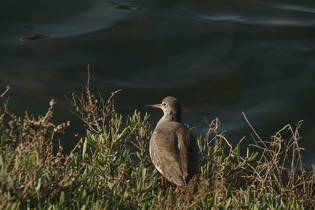 Common Redshank