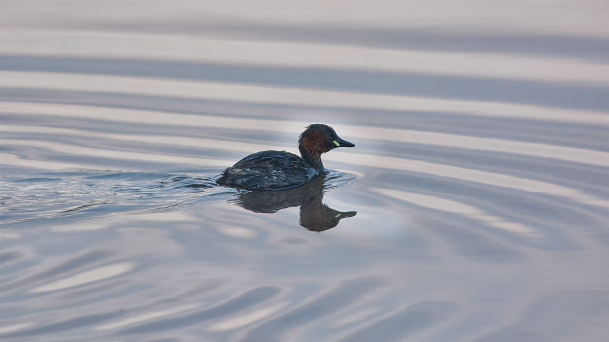 Little Grebe