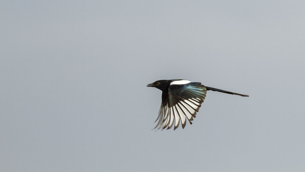 Eurasian Magpie