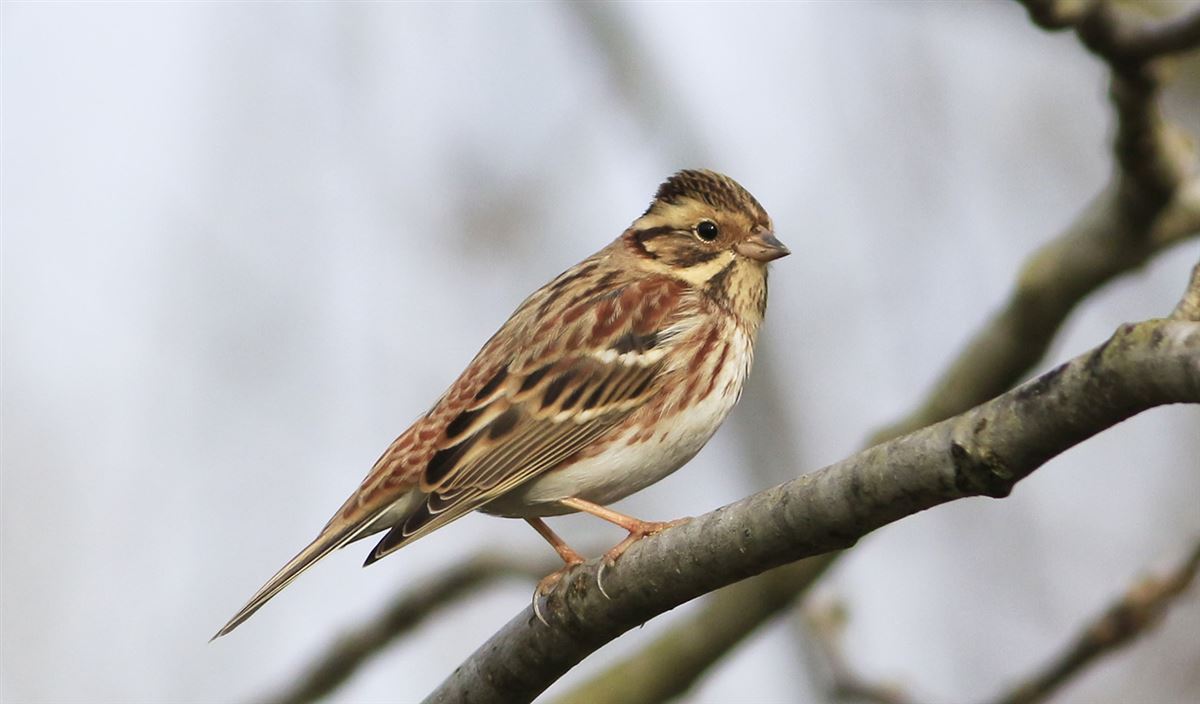 Rustic Bunting
