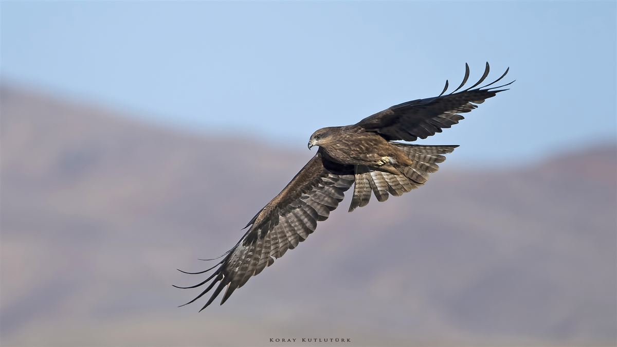 Black Kite