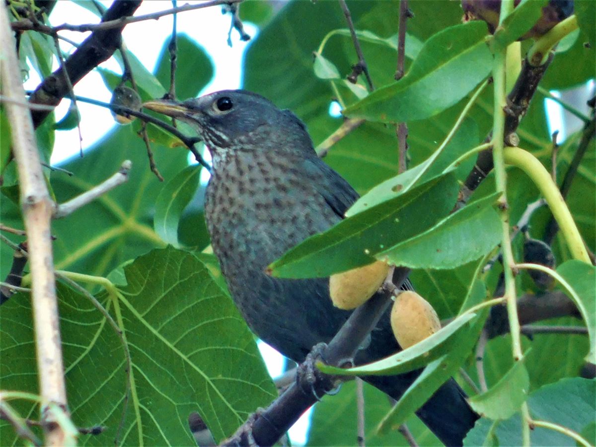 Common Blackbird