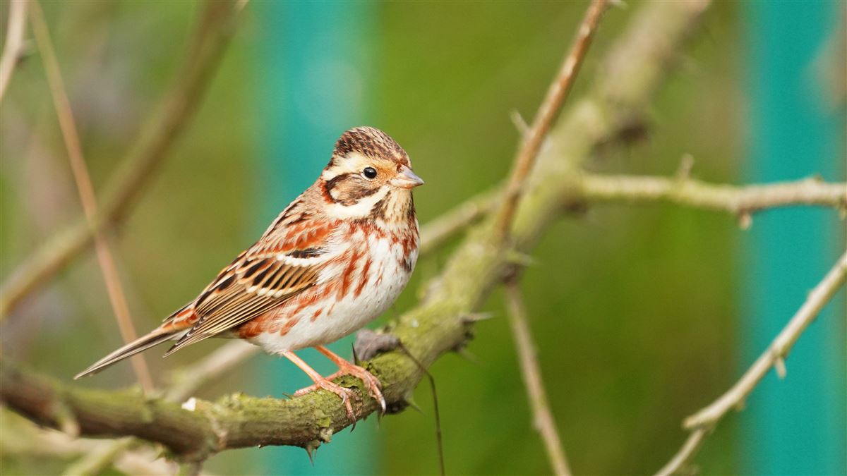 Rustic Bunting