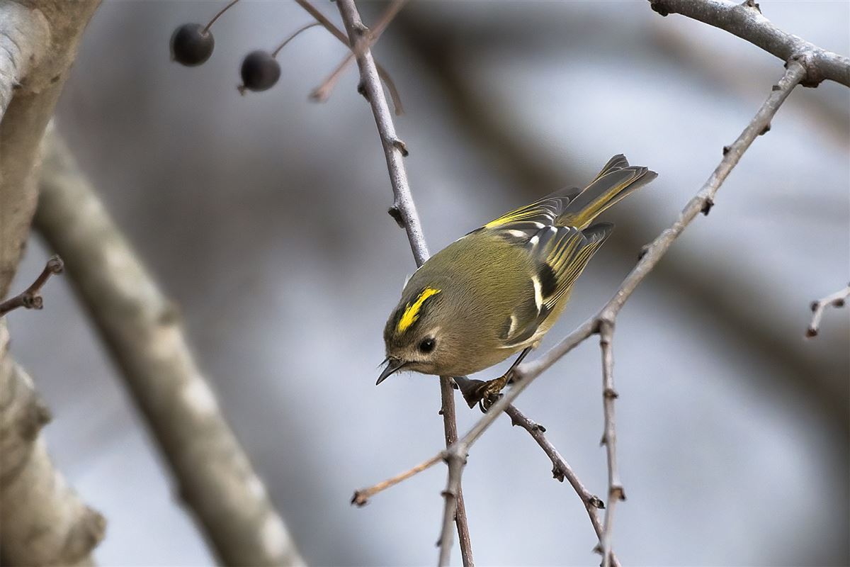 Goldcrest