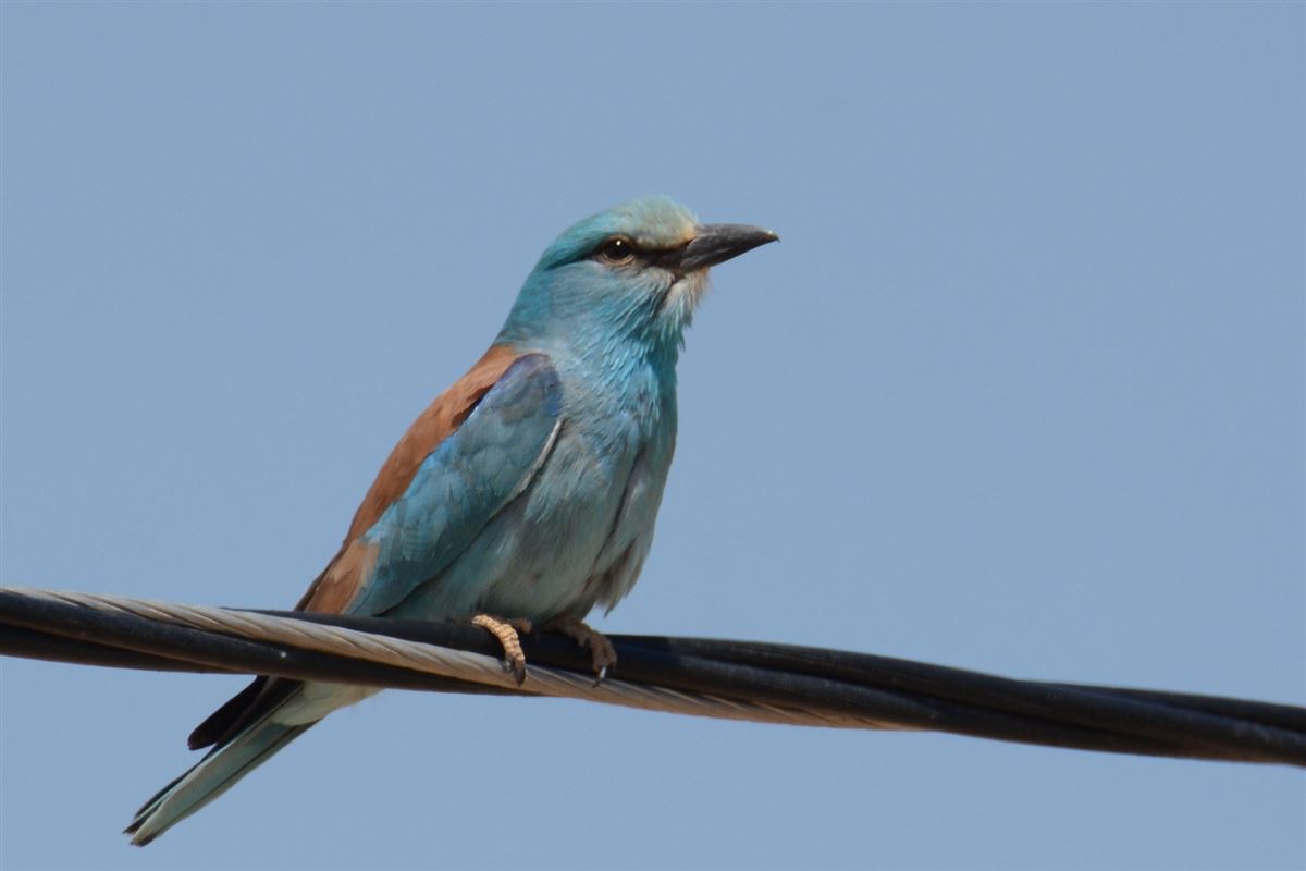 European Roller