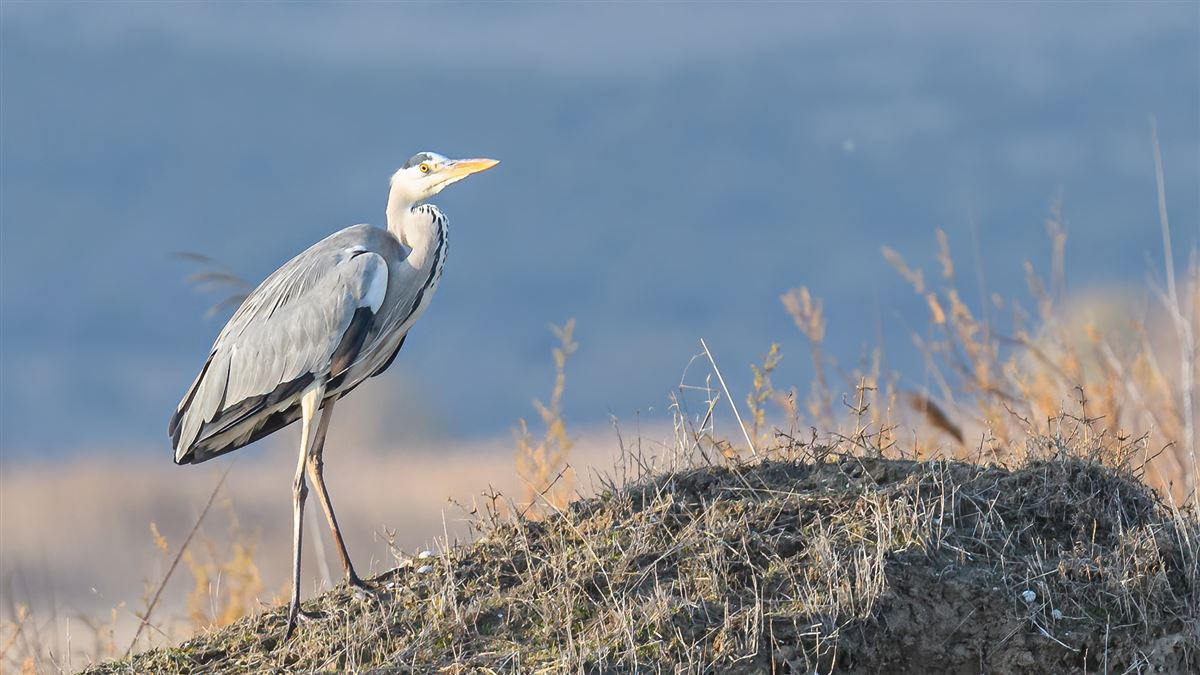 Grey Heron