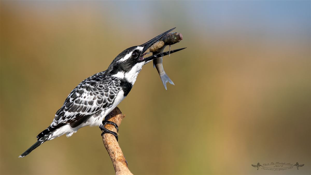 Pied Kingfisher