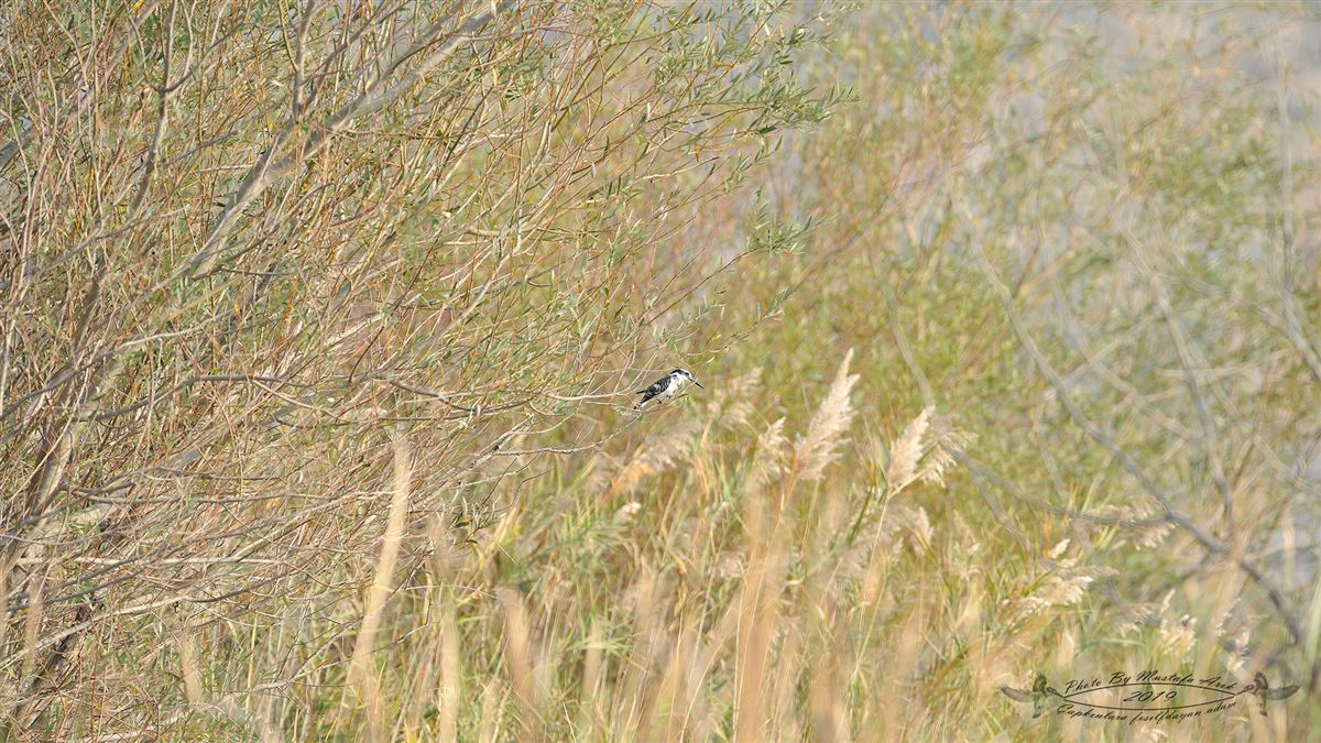 Pied Kingfisher