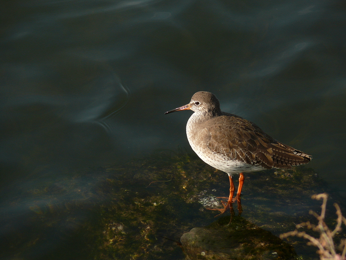 Common Redshank