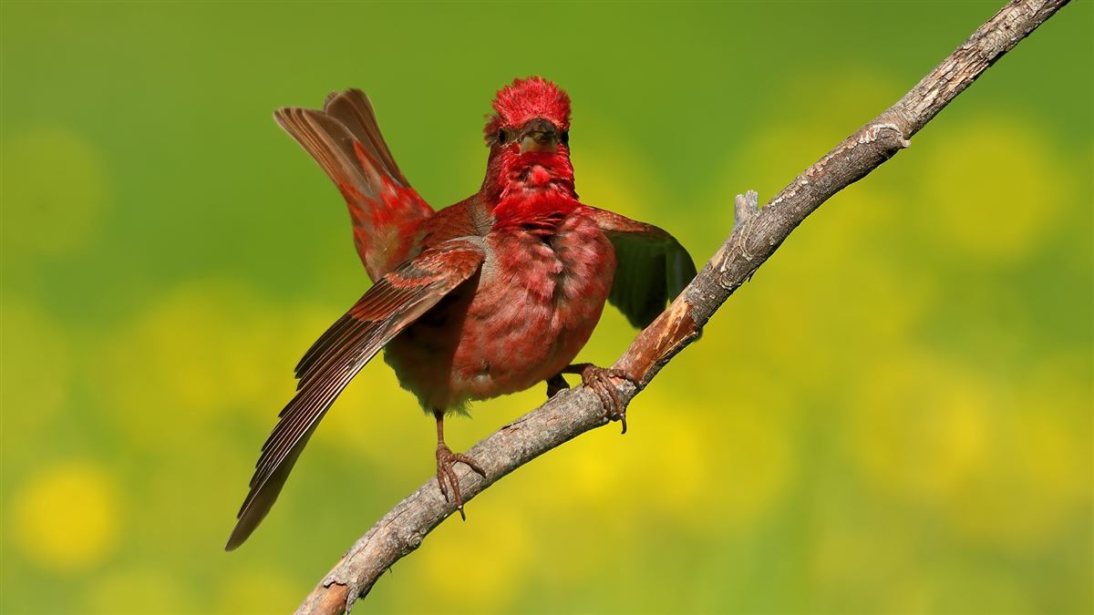 Common Rosefinch