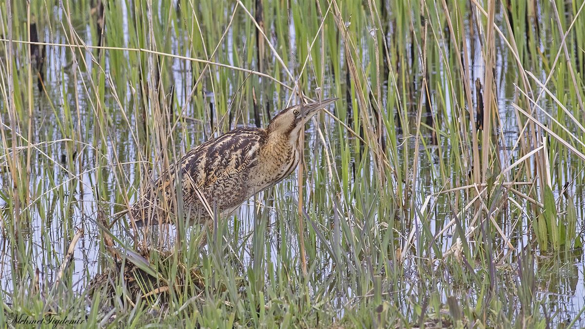 Eurasian Bittern