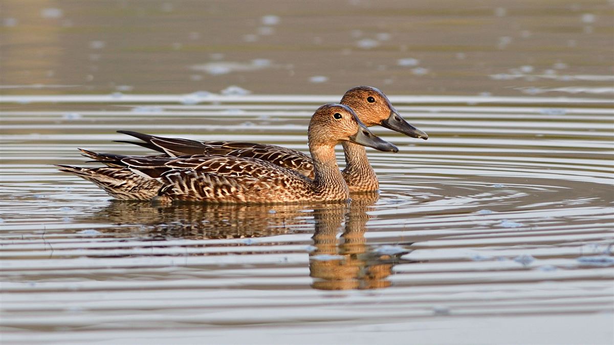Northern Pintail