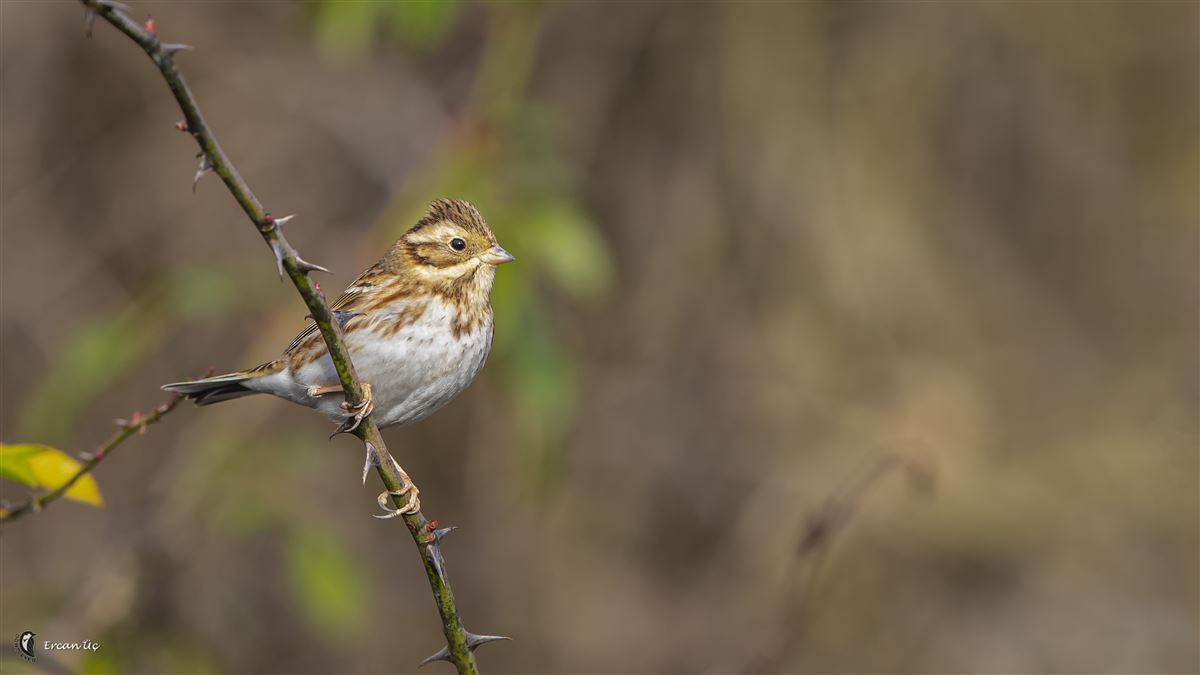 Rustic Bunting