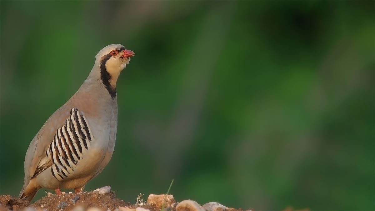 Chukar Partridge