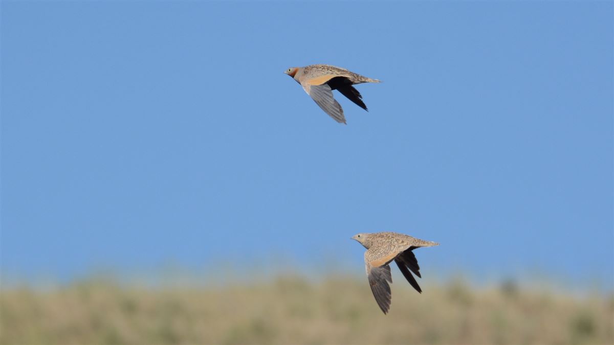 Black-bellied Sandgrouse