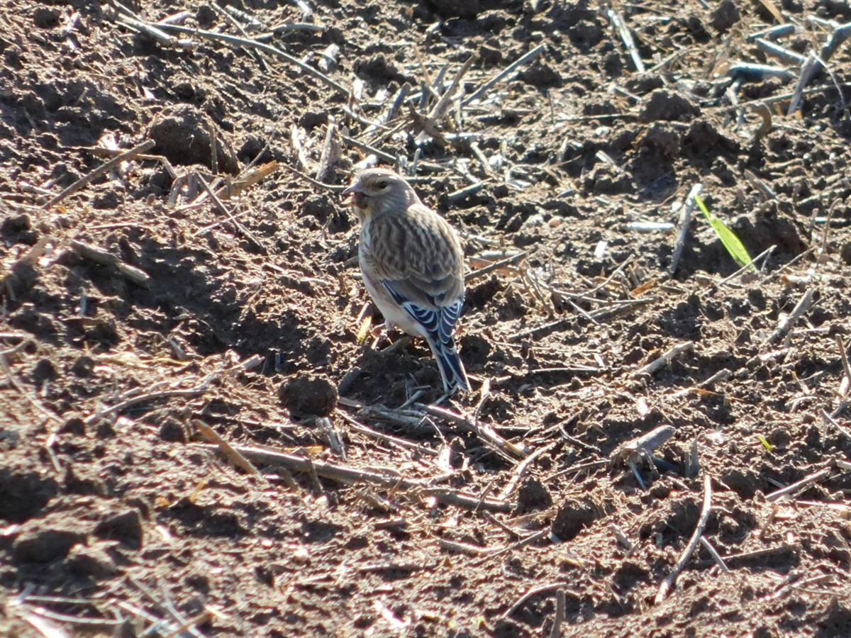 Common Linnet