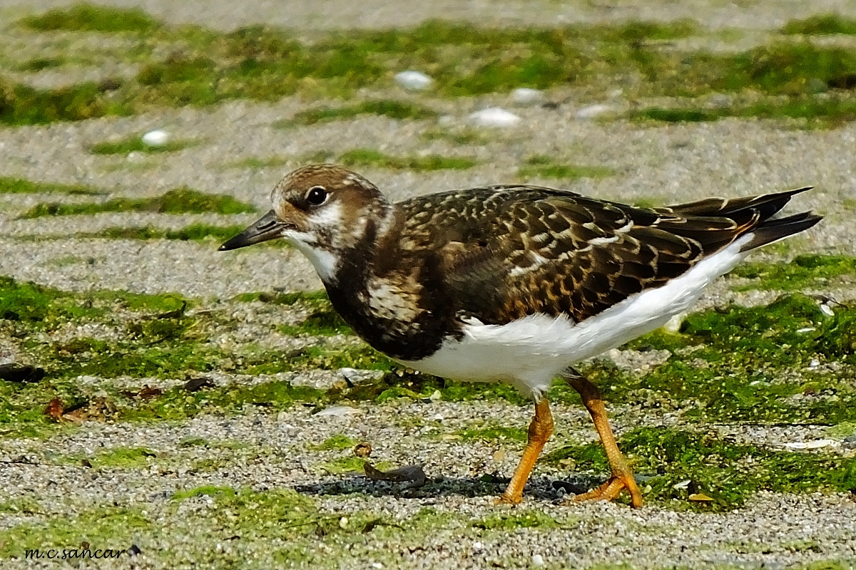 Ruddy Turnstone