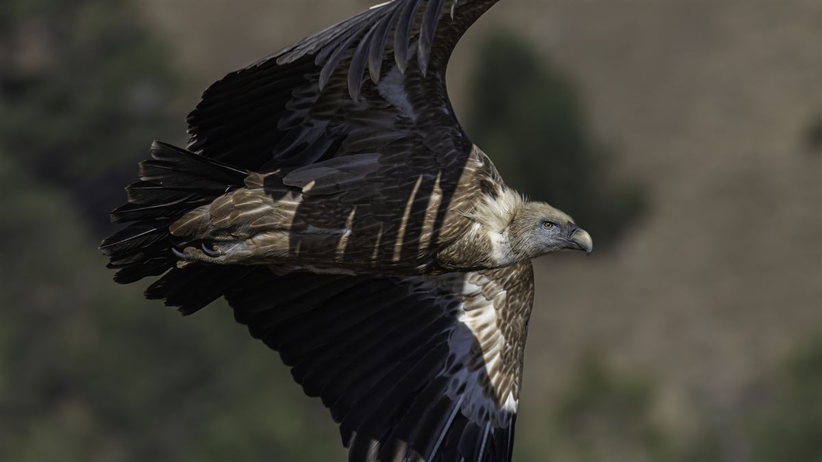 Griffon Vulture