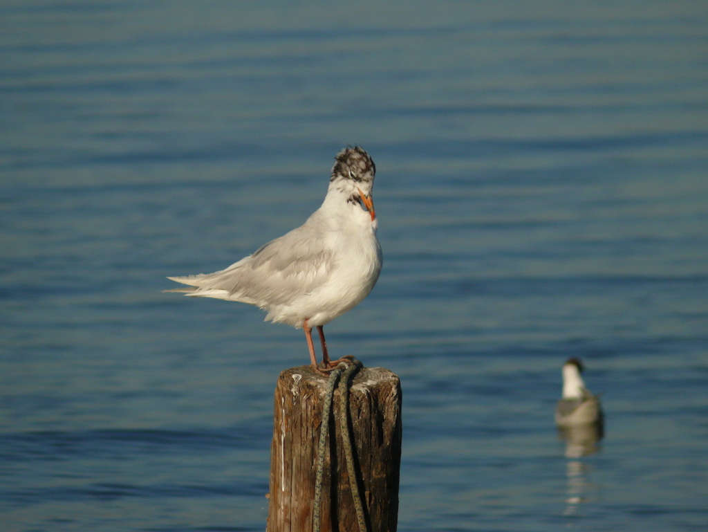 Mediterranean Gull