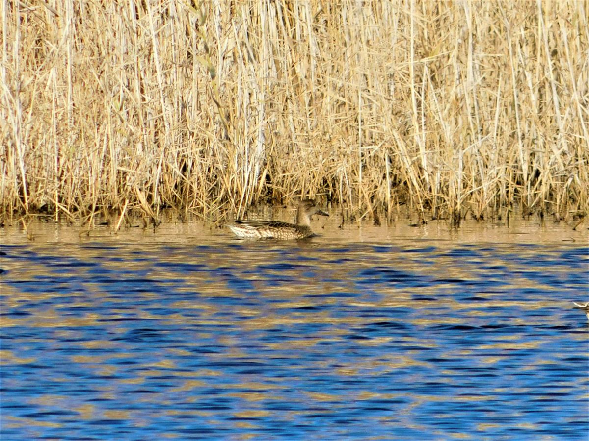 Eurasian Teal