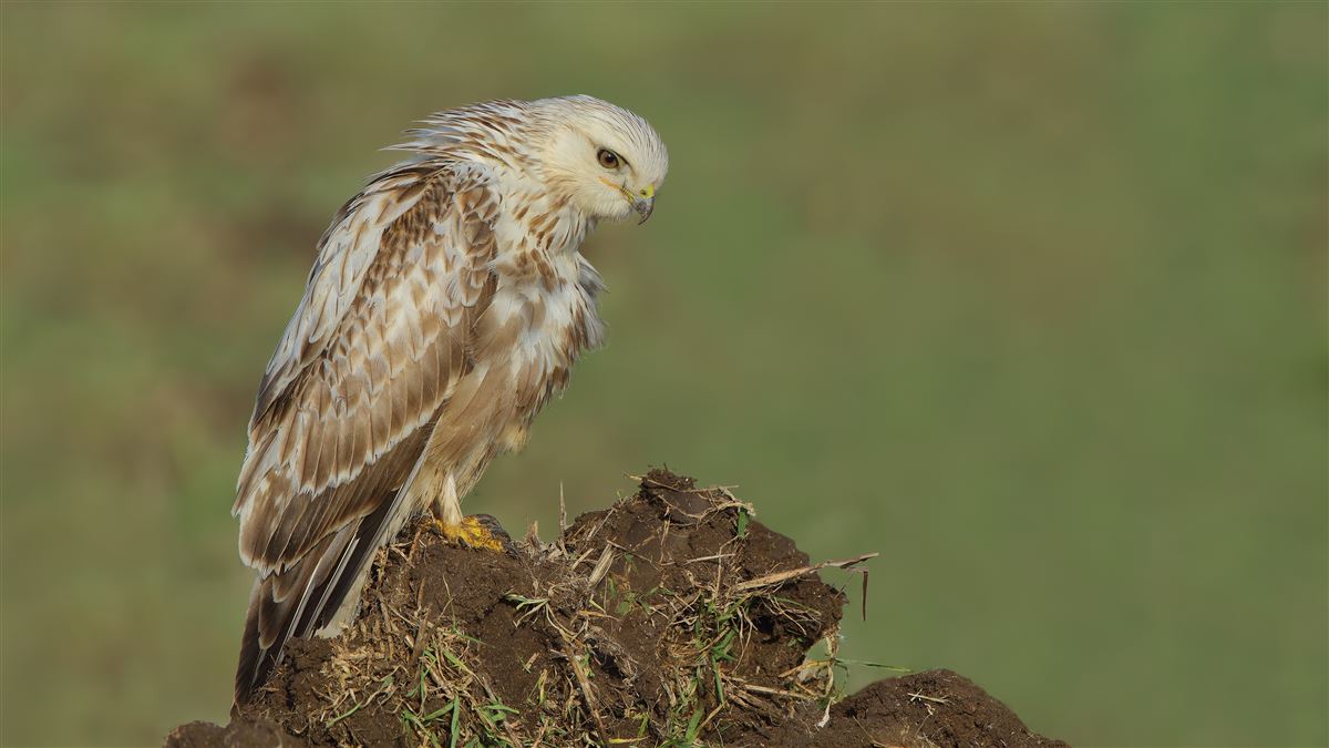 Rough-legged Buzzard