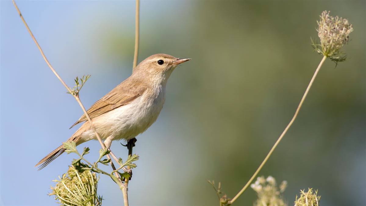 Booted Warbler