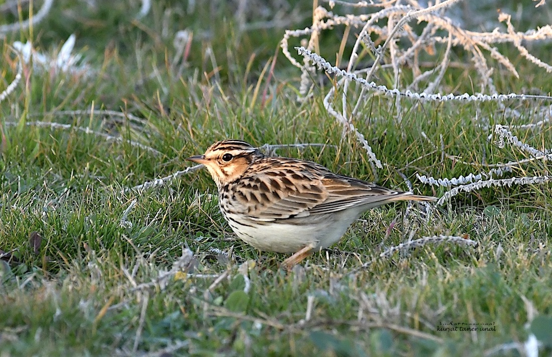 Woodlark
