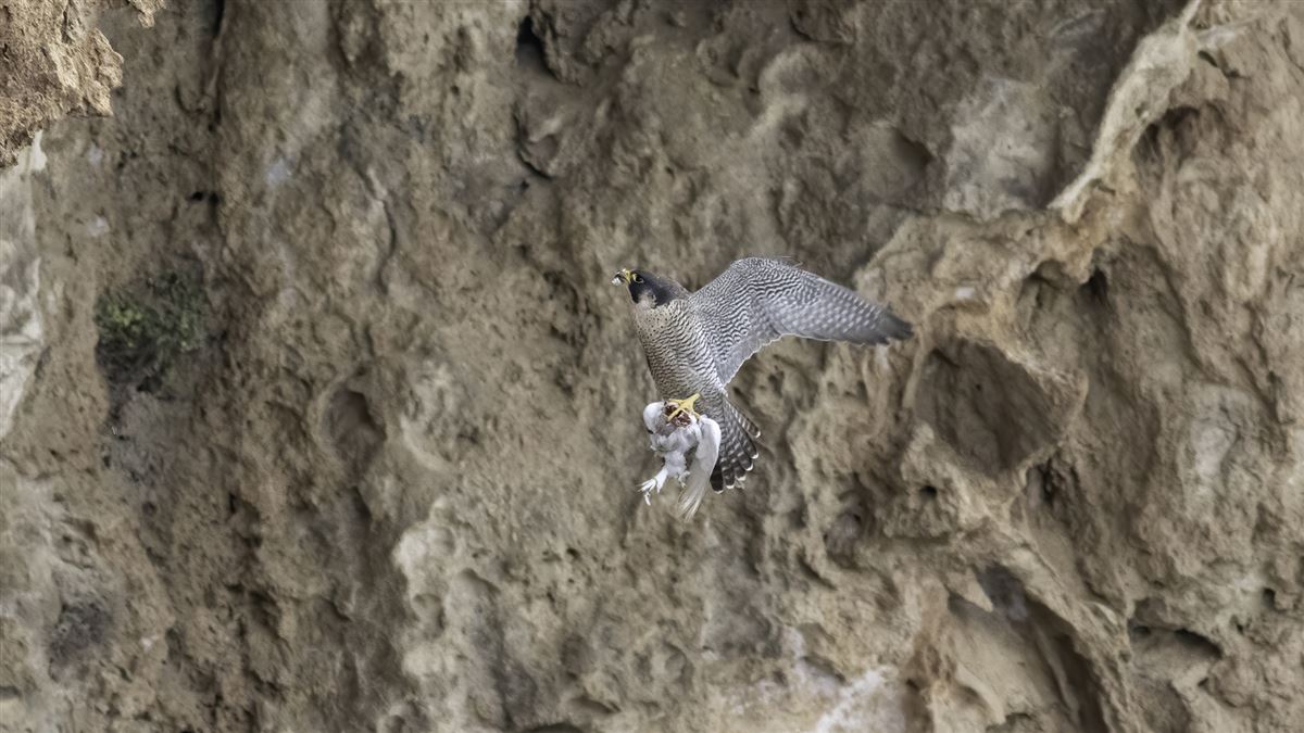 Peregrine Falcon