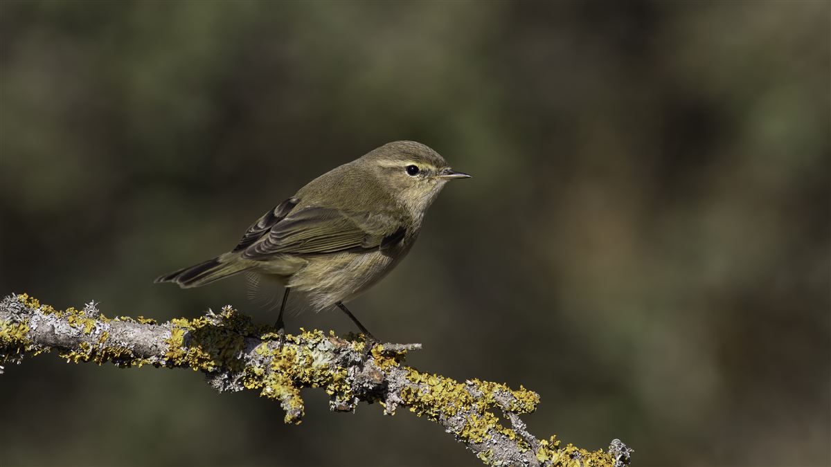 Common Chiffchaff