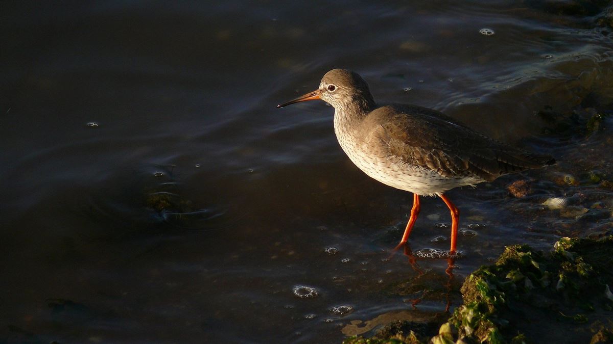 Common Redshank