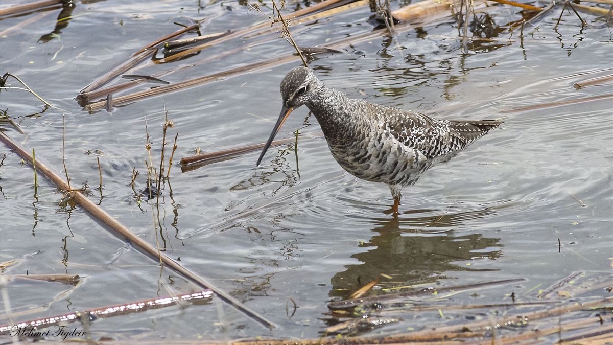 Spotted Redshank