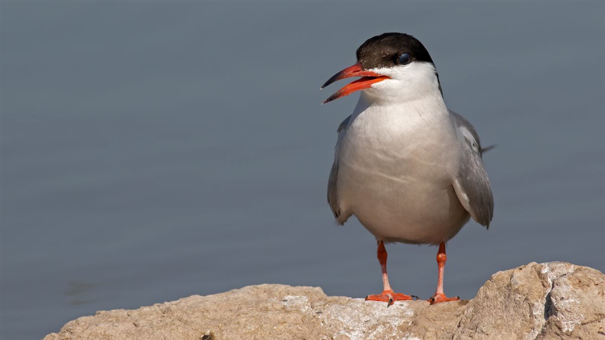 Common Tern