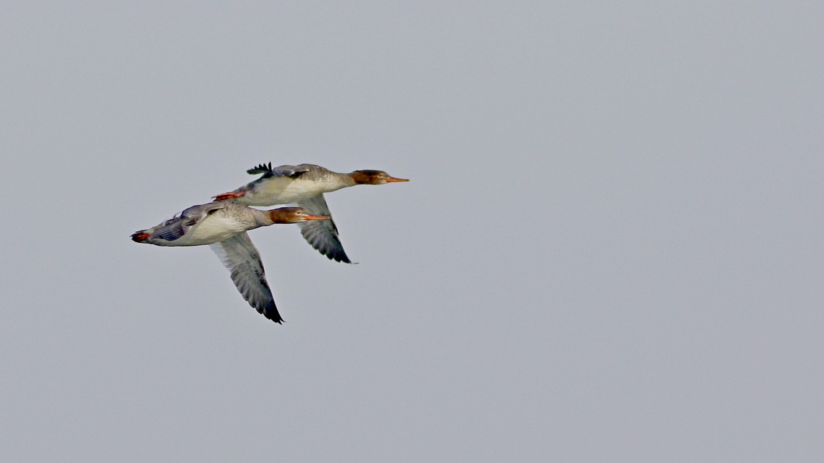 Red-breasted Merganser
