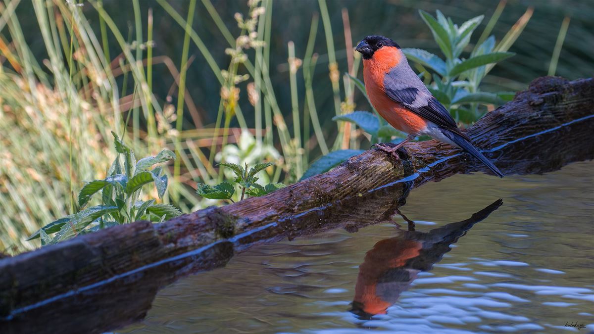 Eurasian Bullfinch