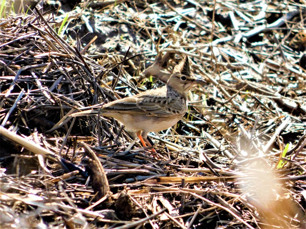 Crested Lark