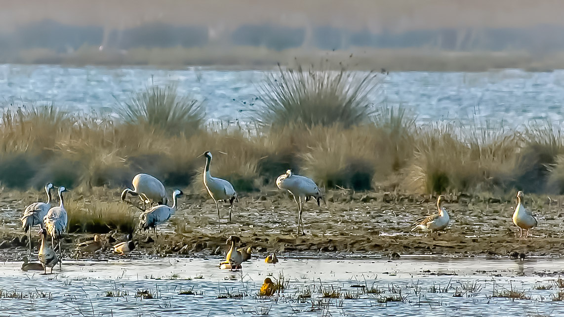 Common Crane