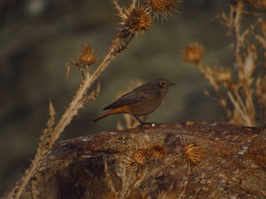 Black Redstart
