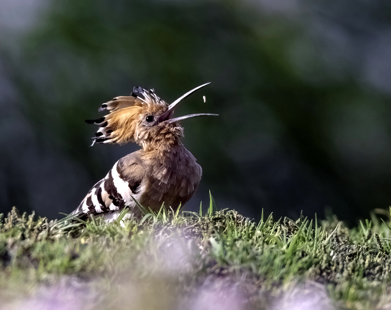 Common Hoopoe