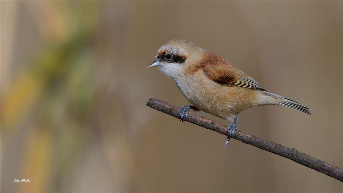 Eurasian Penduline Tit