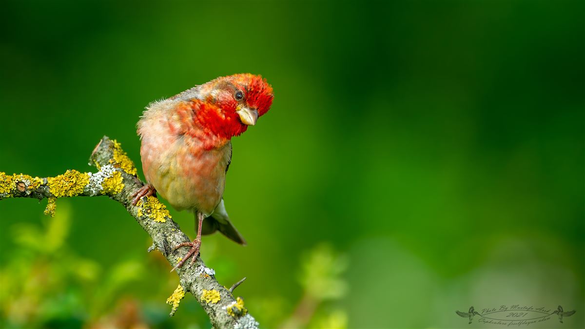 Common Rosefinch